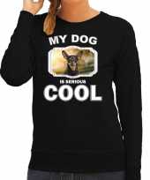 Dwergpinscher honden sweater trui my dog is serious cool zwart dames